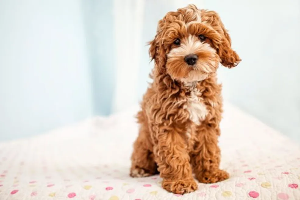 Cockapoo