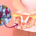 Berberín ako prírodný pomocník pri polycystických vaječníkoch? Objav jeho účinky