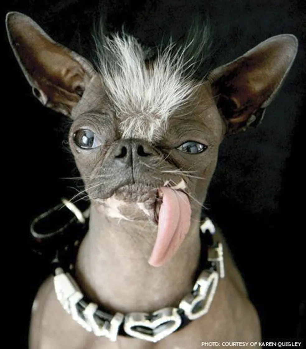 najškaredšie psy súťaž