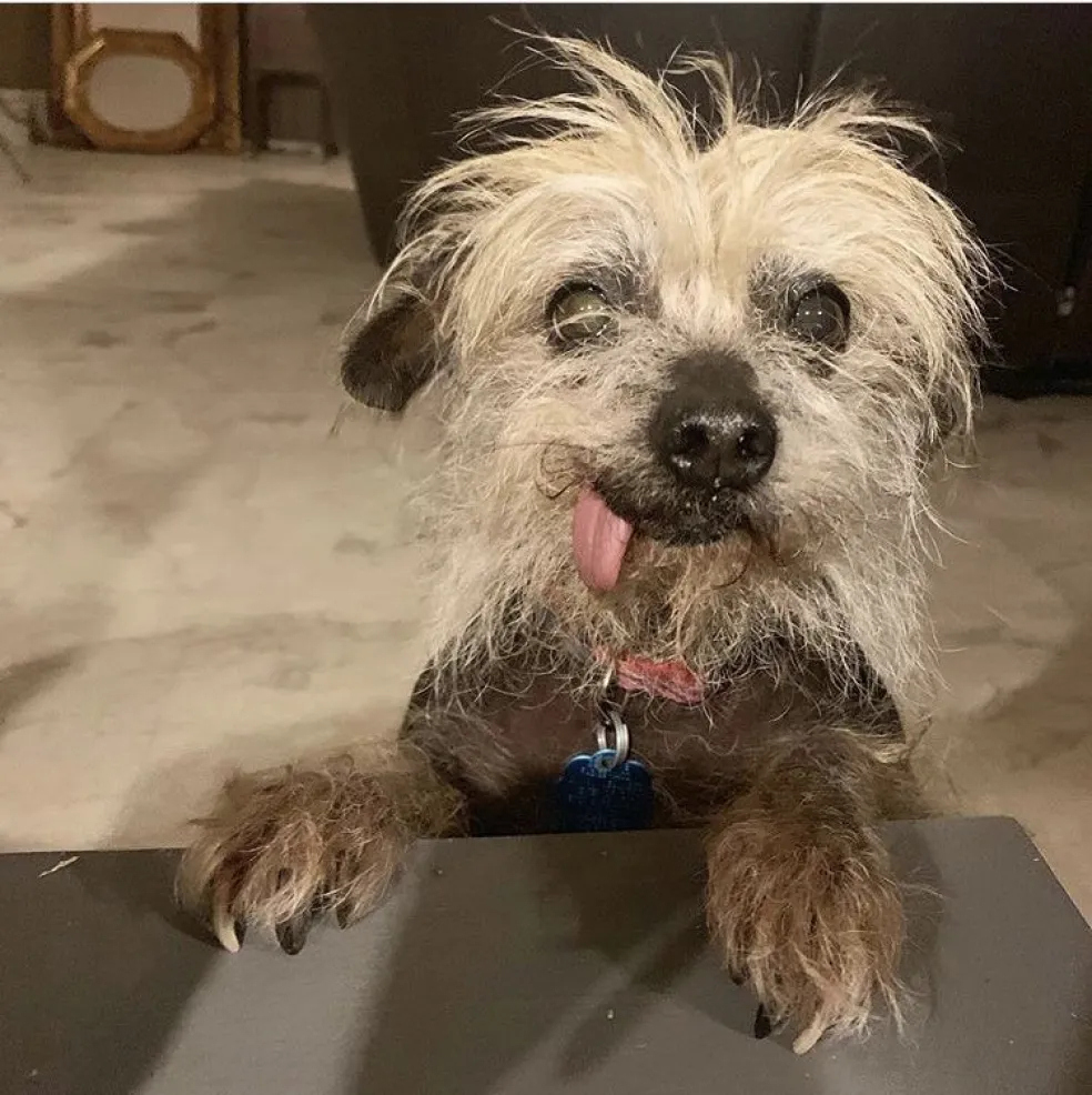 zlé zaobchádzanie so zvieratami