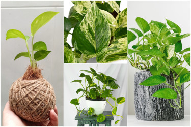 Vďačný potosovec zlatý: Ako zabezpečiť, aby sa mu doma darilo?