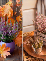 Vres obyčajný – stačí mu málo, i tak každého očarí svojou krásou