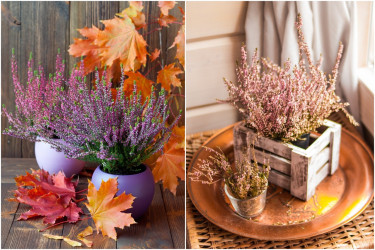 Vres obyčajný – stačí mu málo, i tak každého očarí svojou krásou