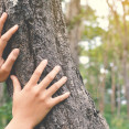 Aj kôra stromov má liečivé účinky! Ktorú sa oplatí nazbierať?