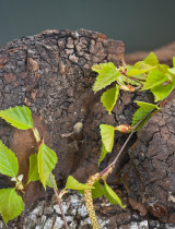 Čo je to čaga? Je zdraviu prospešná a priam zázračná v kozmetike