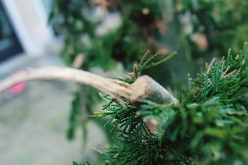 vianočný stromček výklad sna