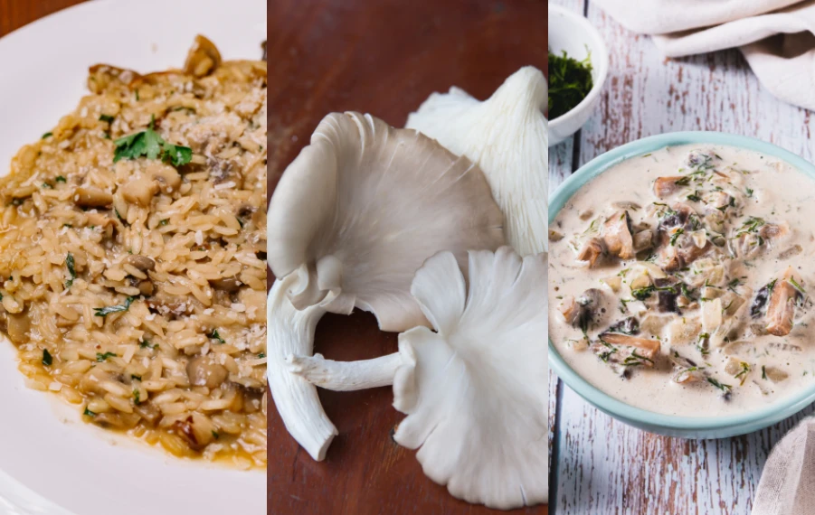 Recepty z hlivy ustricovej