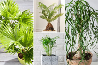 Najkrajšie palmovité rastliny: Vnes do interiéru trochu exotiky!