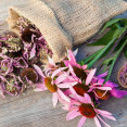 Echinacea purpurová: Prírodný všeliek alebo obyčajná bylina?