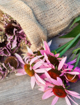 Echinacea purpurová: Prírodný všeliek alebo obyčajná bylina?