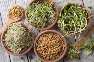 Nakličovanie semien: Vypestuj si zdravé klíčky v pohodlí domova!