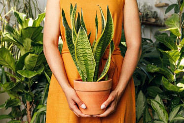 Obľúbená izbová rastlina s nízkymi nárokmi: Ako sa starať o svokrin jazyk?