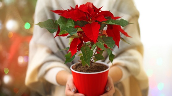 Starostlivosť o vianočnú ružu: Ako ju zachovať do ďalších Vianoc?