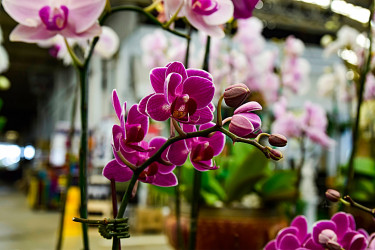 Ako sa treba starať o orchideu v zime? Vieme ako na to!