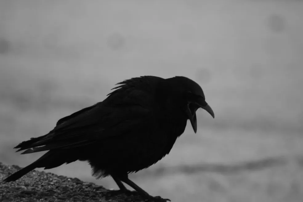 čo znamená sen o vrane