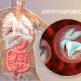 Nepríjemná parazitárna choroba: Aké ťažkosti spôsobuje kryptosporidióza?