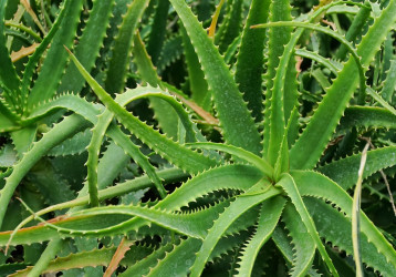 Aloa stromčekovitá: Má niečo spoločné s Aloe vera? Zisti o nej viac!