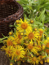 Oman pravý vyrieši mnohé zdravotné ťažkosti. Odhaľ, ktoré!