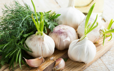 Naklíčený cesnak a jeho účinky: Vyhadzovať ho do koša alebo nie?