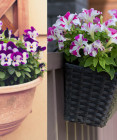 Prvé jarné rastliny na balkón: Farby, ktoré prebudia váš domov