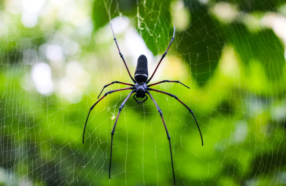 sen o pavákovi výklad sna