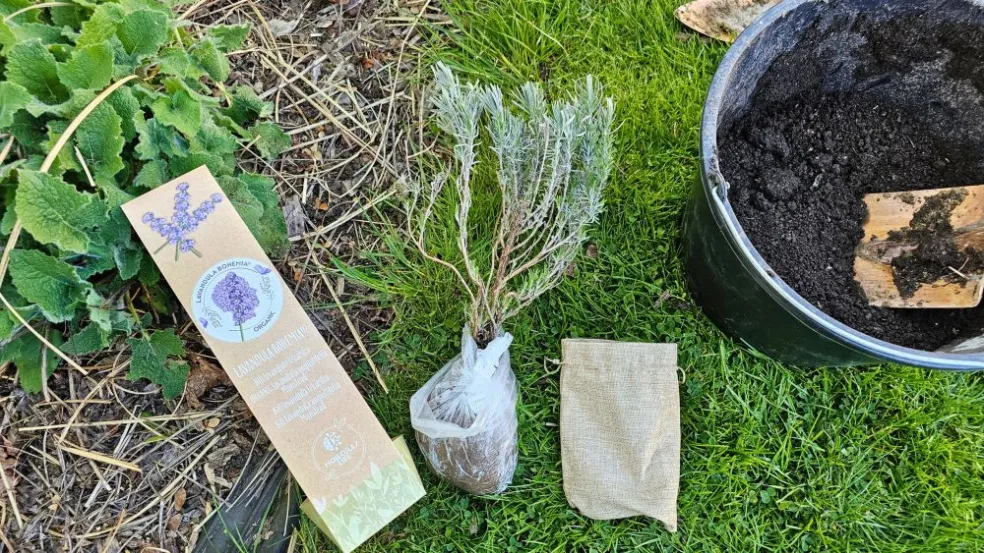 BIO Levandule Chodouňská - levanduľa lekárska Angustifolia Munstead