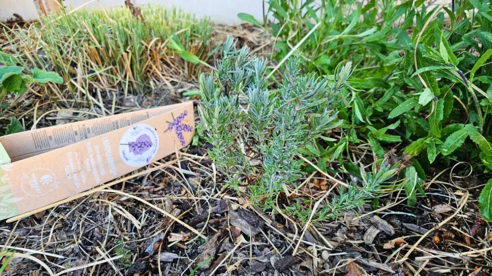 BIO Levandule Chodouňská - levanduľa lekárska Angustifolia Munstead