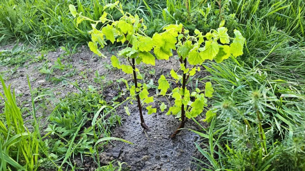BIO Ríbezľa biela - Ribes rubrum 'Weiße Versailler'