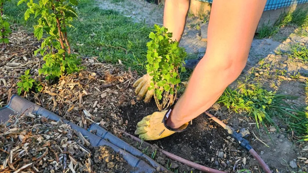 BIO Egreš červený - Ribes uva-crispa Hinnonmäki röd