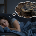 Had v sne: Čo znamená uhryznutie, veľký had či mŕtvy had?