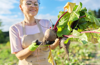 Čo vysiať v auguste? Zelenina na jesennú a zimnú úrodu, ktorá ešte stihne vyrásť
