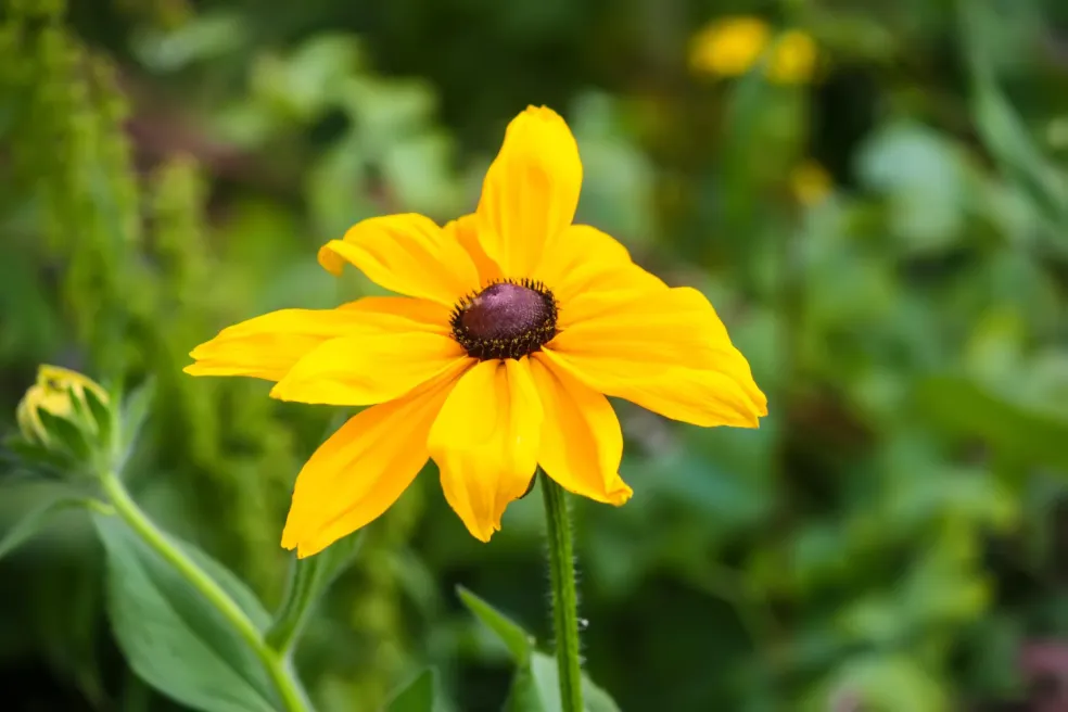 rudbekia so žltými kvetmi v záhrade počas neskorého leta