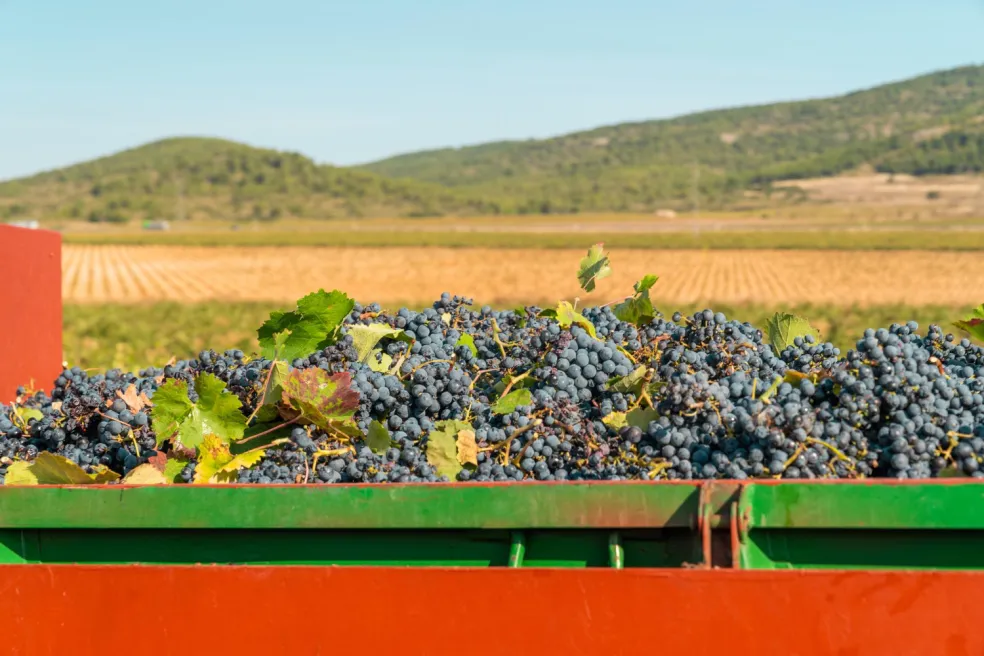 jesenné vinobranie na Slovensku s lokálnou gastronómiou