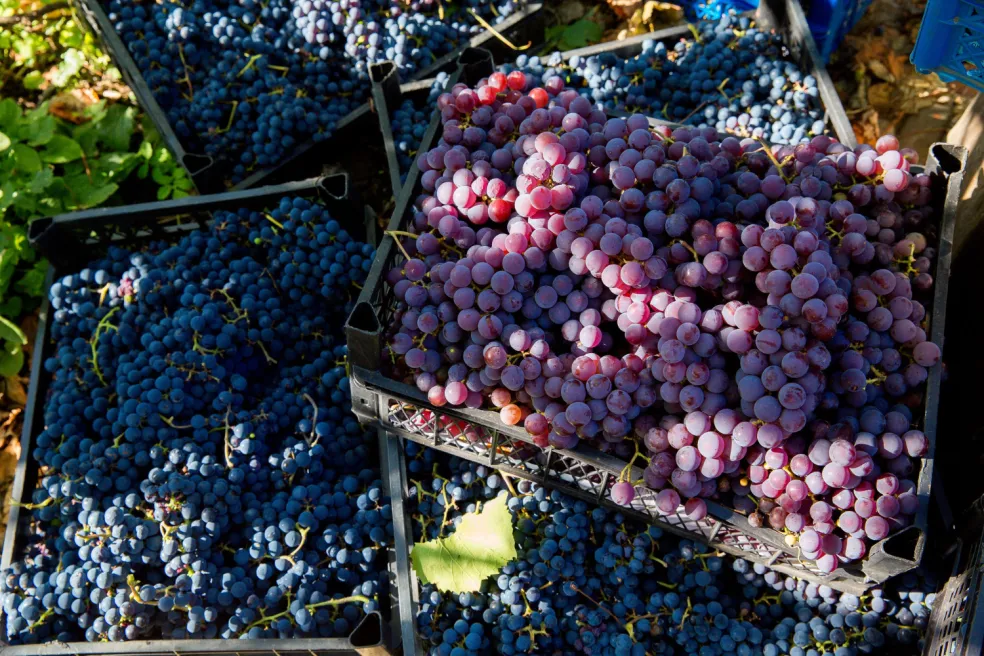Rybnícke vinobranie 2026 a regionálna atmosféra