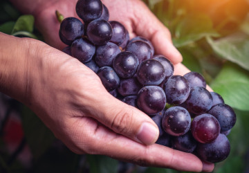 Jesenné tradície: Vinobranie a jeho význam, pôvod a súčasnosť