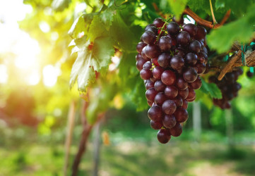 Vinobranie – oslava vína aj zdravia. Odhaľ liečivé účinky hrozna!