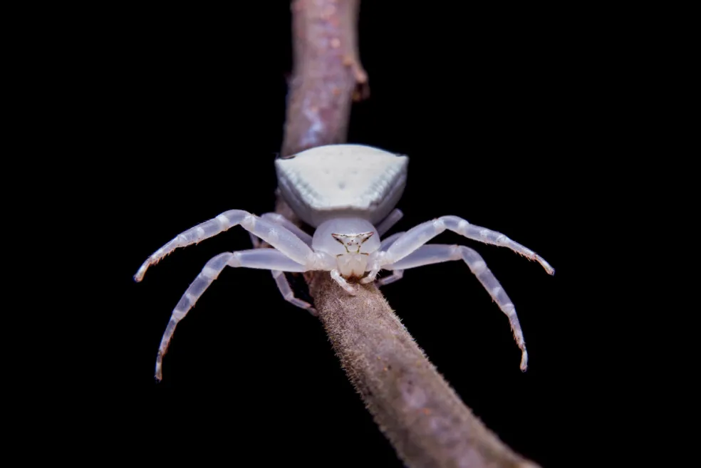 Biely pavúk v makro zábere na detailnej fotografii