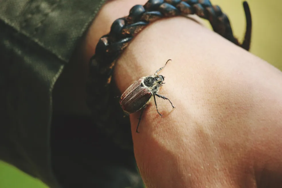 Chrobák lezúci po ruke ako symbol nepríjemného sna a narušenia osobného priestoru