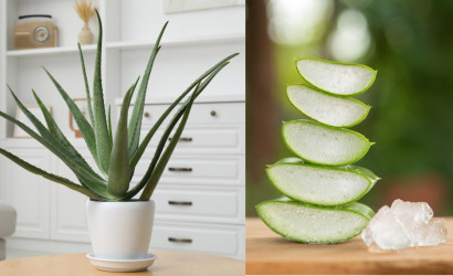 Aloe vera z listu: bezpečné kozmetické použitie a dôležité riziká