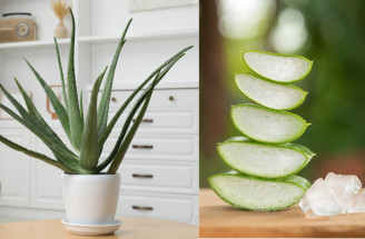 Aloe vera z listu: Bezpečné kozmetické použitie a dôležité riziká.
