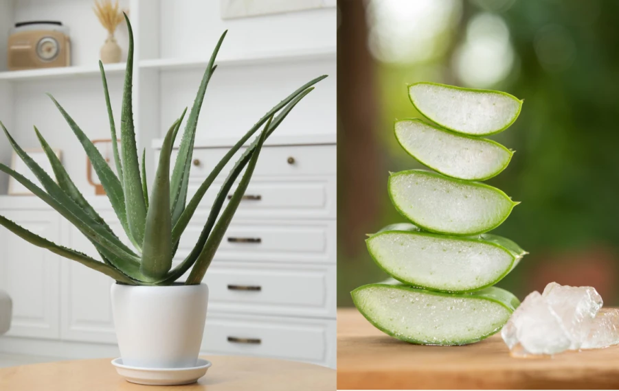 Rozrezaný list aloe vera s priehľadným gélom na drevenej doske