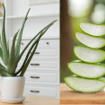 Aloe vera z listu: Bezpečné kozmetické použitie a dôležité riziká.